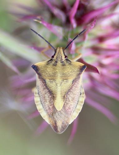 Réf. 245 103 : Carpocoris fuscispinus